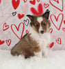 ACA Registered Shetland Sheepdog For Sale Baltic OH Male-Ricky