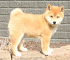 AKC Registered Shiba Inu For Sale Millersburg OH Female-Kelly