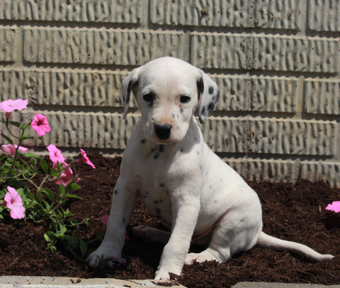 AKC Registered Dalmatian For Sale Holmesville OH Male-Spot