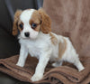 Cavachon For Sale Dalton OH Male-Charlie