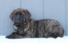 English Mastiff For Sale Fredericksburg, OH Male- Diesel