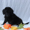 Medium F1B Labradoodle For Sale Millersburg OH Female-Hailey
