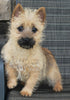 AKC Registered Cairn Terrier For Sale Millersburg OH Female-Tara