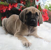 AKC Registered Great Dane Apple Creek OH Female-Nicole