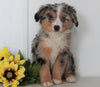 Mini Australian Shepherd For Sale Wooster OH Diamond