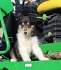 AKC Registered Collie Lassie For Sale Fredericksburg OH Female-Brooke