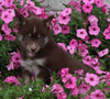 Pomsky For Sale Holmesville OH Female-Lisa