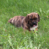 Puggle For Sale Sugarcreek OH Male-Rufus