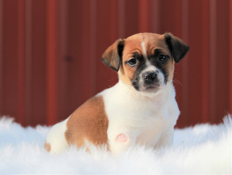Jack Russell Terrier For Sale Fredericksburg, OH Female- Daisy