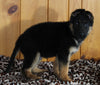 AKC Registered German Shepherd For Sale Millersburg OH Male-Mac