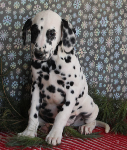 Dalmation For Sale Millersburg OH Male-Manny