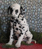 Dalmation For Sale Millersburg OH Male-Manny