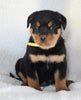 Rottweiler For Sale Fredericksburg OH Male-Bear