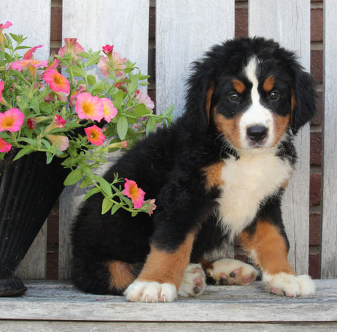 AKC Registered Bernese Mountain Dog For Sale Sugarcreek OH Female -Candi