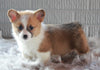 ACA Registered Pembroke Welsh Corgi For Sale Millersburg, OH Female- Twinkle