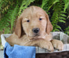 AKC Registered Golden Retriever For Sale Shreve OH Male-Carson
