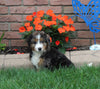Bernedoodle For Sale Millersburg OH Male-Bruno