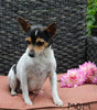 Jackapoo For Sale Apple Creek OH Male-Blaze