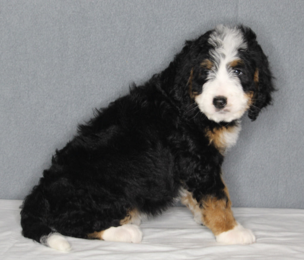 Bernedoodle For Sale Sugarcreek OH FemaleDaisy AC Puppies LLC