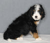 Bernedoodle For Sale Sugarcreek OH Female-Daisy