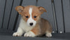 AKC Registered Pembroke Welsh Corgi For Sale Millersburg, OH Female- Becca