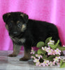 AKC Registered German Shepherd For Sale Millersburg OH Female-Bridget
