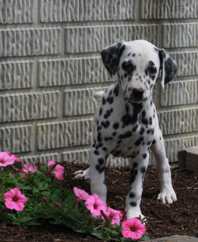 AKC Registered Dalmatian For Sale Holmesville OH Female-Patsy