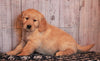 AKC Registered Golden Retriever For Sale Fredericksburg, OH Female- Cindy