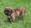 Puggle For Sale Sugarcreek OH Male-Rufus