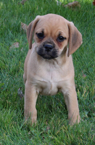 Puggle For Sale Sugarcreek OH Female-Reese