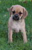 Puggle For Sale Sugarcreek OH Female-Reese