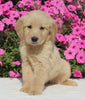 AKC Registered Golden Retriever For Sale Millersburg OH Male-Harley