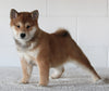 AKC Registered Shiba Inu For Sale Millersburg OH Female-Beauty
