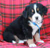 AKC Registered Bernese Mountain Dog For Sale Sugarcreek OH Male-Ace