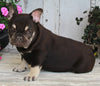 AKC Registered French Bulldog For Sale Millersburg OH -Female Macey