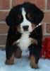 AKC Registered Bernese Mountain Dog For Sale Sugarcreek OH Male -Patrick