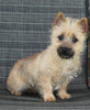AKC Registered Cairn Terrier For Sale Millersburg OH Female-Tara