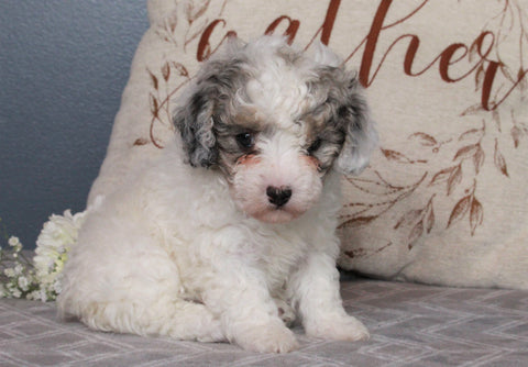 ACA Registered Miniature Poodle For Sale Fredericksburg, OH Male- Max
