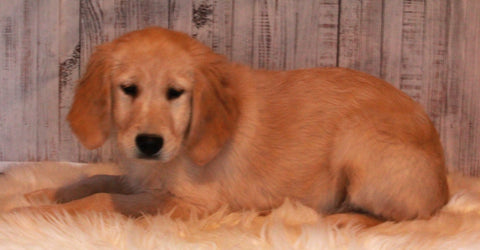 AKC Registered Golden Retriever For Sale Fredericksburg OH Female-Angie