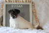 Jack Russell Terrier For Sale Applecreek, OH Female- Sugar