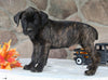 AKC Registered Cane Corso For Sale Wooster OH Female-Daisy
