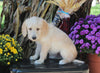 F1B Medium Labradoodle For Sale Millersburg OH Male-Flynn
