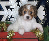 Cavapoo For Sale Millersburg OH Female-Karli