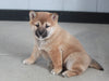 AKC Registered Shiba Inu For Sale Millersburg, OH Male- Smokie