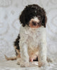 AKC Registered Standard Poodle For Sale Sugarcreek OH Male-Tommy
