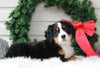 AKC Registered Bernese Mountain Dog For Sale Sugarcreek, OH Male- Nicolas