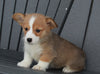 AKC Registered Pembroke Welsh Corgi For Sale Millersburg, OH Female- Becca