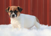 Jack Russell Terrier For Sale Fredericksburg, OH Female- Daisy