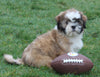 ACA Registered Shih Tzu For Sale Millersburg OH Male-Wrangler-Currently House Training!