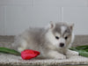 Pomsky For Sale Holmesville OH Male-Justin